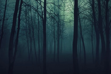 Download Wallpapers For 10 Inch Tablets   Dark Forest HD Desktop ...