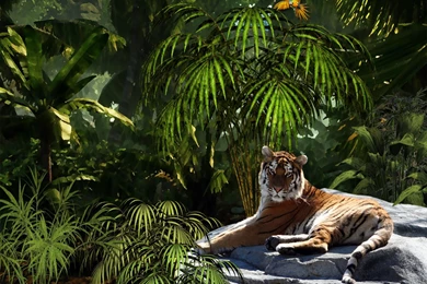 HD Tiger Jungle Wallpapers   New Post Has Been Published On Windows ...