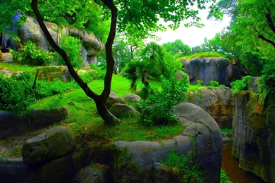 The Advantage Of Having Wallpapers HD Jungle – Design Inspiration