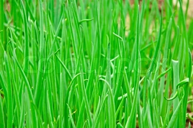 Greenery Onions, Springtime Green Backgrounds