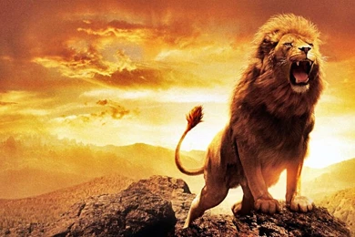 Narnia Lion Aslan Pic