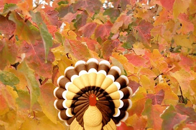 Thanksgiving Turkey Wallpapers Free Desktop Backgrounds   Free ...