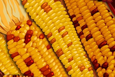 Free Wallpapers   Free Holiday Wallpapers   Thanksgiving Day ...