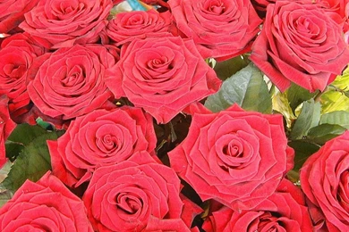 Love Flowers And Wallpapers Download