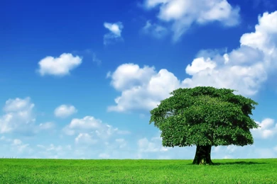 1226 Tree HD Wallpapers