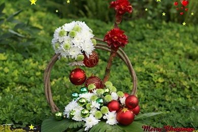 Natural Flowers Wallpapers   HD Wallpapers Lovely