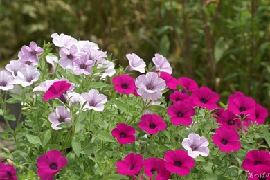 Natural Flowers Wallpapers