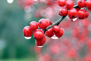 Hd Wallpapers Of Flowers Wallpapers   51354