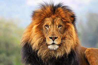 Lions Original Seating Hd Wallpapers 1080p