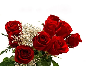 Beautiful Rose Flowers Wallpapers Free   Wallpapers HD Fine