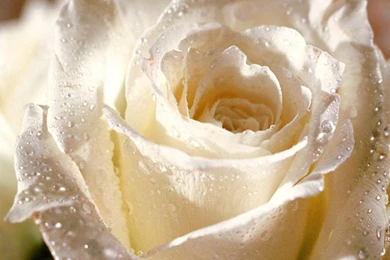 Wallpapers Of Rose Flowers