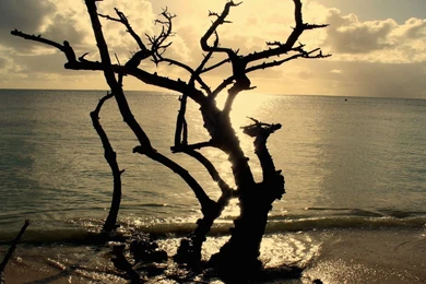 Telecharger ocean arbre mort original 72.jpg