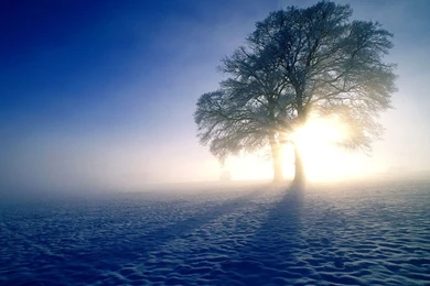 Winter Tree Wallpapers   Crazy Frankenstein