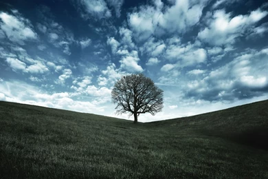 Oak Tree Wallpapers Archives HDWallSource.com HDWallSource.com