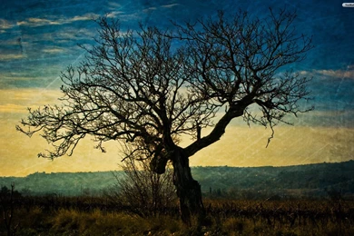 YouWall   Dark Tree Wallpapers   Wallpaper,wallpapers,free ...