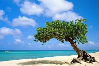 Tree log on the beach wallpapers 1.jpg