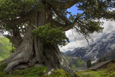 YouWall   Enormous Tree Wallpapers   Wallpaper,wallpapers,free ...