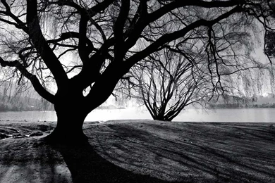 Desktop Nature Wallpapers Tree At Lake Wanaka Desktop Backgrounds ...