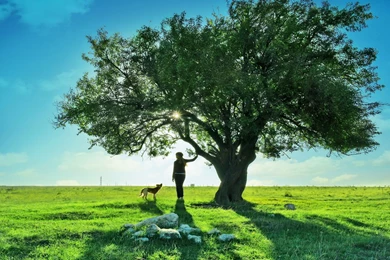 Beautiful HD Trees Wallpapers.