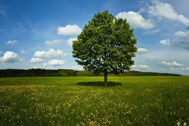 Gallery For   Hd Tree Backgrounds