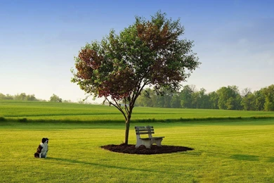 YouWall   Dog And Tree Wallpapers   Wallpaper,wallpapers,free ...