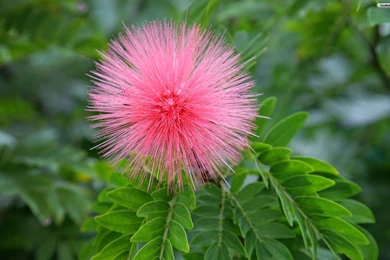 YouWall   Blooming Tree Wallpapers   Wallpaper,wallpapers,free ...