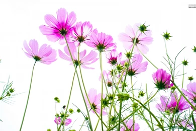 Colorful Cosmos Flowers Wallpapers