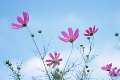 7 Cosmos Photo   Cosmos Flowers Wallpapers Wallpapers   HD ...