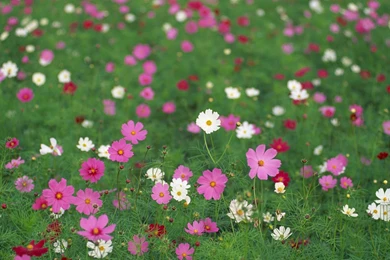 Colorful Cosmos Flowers Wallpapers