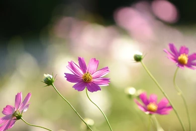 Flowers Pink Cosmos Flower Wallpapers