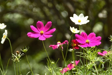 Wallpapers Cosmos, Flower, Asteraceae Desktop Wallpapers » Nature ...