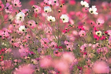 Colorful Cosmos Flowers Wallpapers