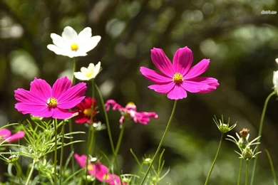 Pink And White Cosmos Wallpapers   Flower Wallpapers