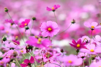 Pink Cosmos Wallpapers   Flower Wallpapers