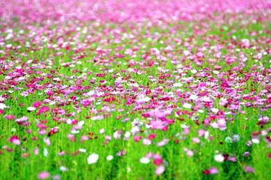 Cosmos Flowers Field >> HD Wallpaper, Get It Now!