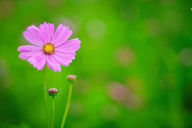 Cosmos Flower Wallpapers   Flower Wallpapers