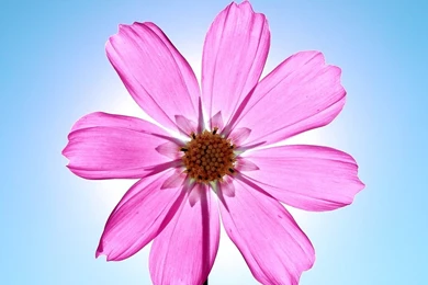 Cosmos Desktop Wallpapers Nature Flowers   Flower Photo   Flower Photo
