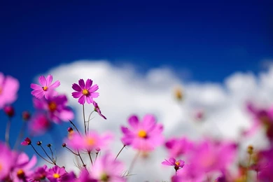 Pink Cosmos Flowers Widescreen Wallpapers