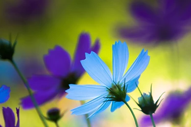 Blue And Purple Cosmos Wallpapers   Flower Wallpapers