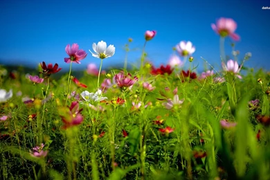 Cosmos Flowers In The Meadow Wallpapers   Flower Wallpapers