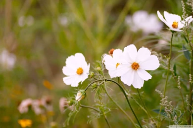 Download White Cosmos Flowers Wallpapers 1920x1080