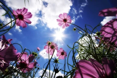 Cosmos Flower Quotes. QuotesGram