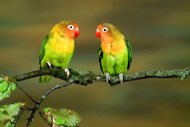Little Love Birds Wide Desktop Wallpapers
