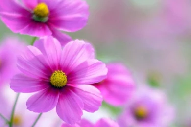 Cosmos Flowers Mobile Wallpapers 3936