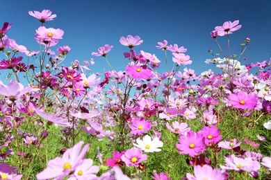 900x600px Cosmos Flowers Annual Plants