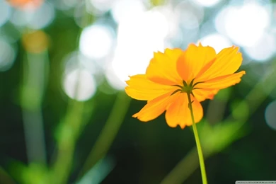 Cosmos Flower In Late Summer HD Desktop Wallpapers : High ...