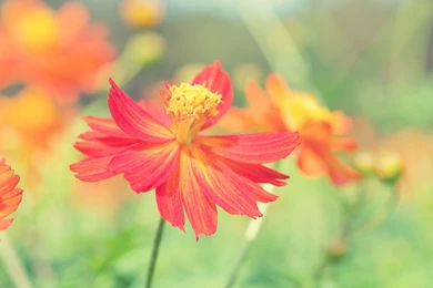 Cosmos Autumn Flower Wallpapers