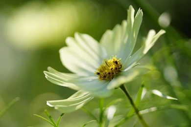 Cosmos Wallpapers >> Backgrounds With Quality HD