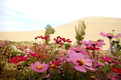 Pink Cosmos On The Hill Wallpapers 27905