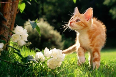 Desktop Wallpapers Gallery Animals Meet With The World